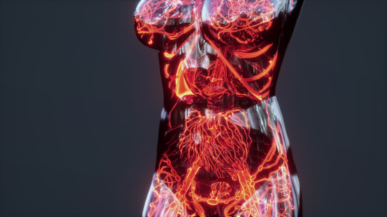 los glóbulos rojos fluyen dentro de los vasos