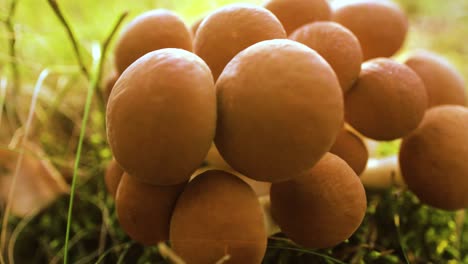 armillaria mushrooms of honey agaric in a sunny forest.
