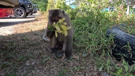 monkey moves and eats leaves under cars