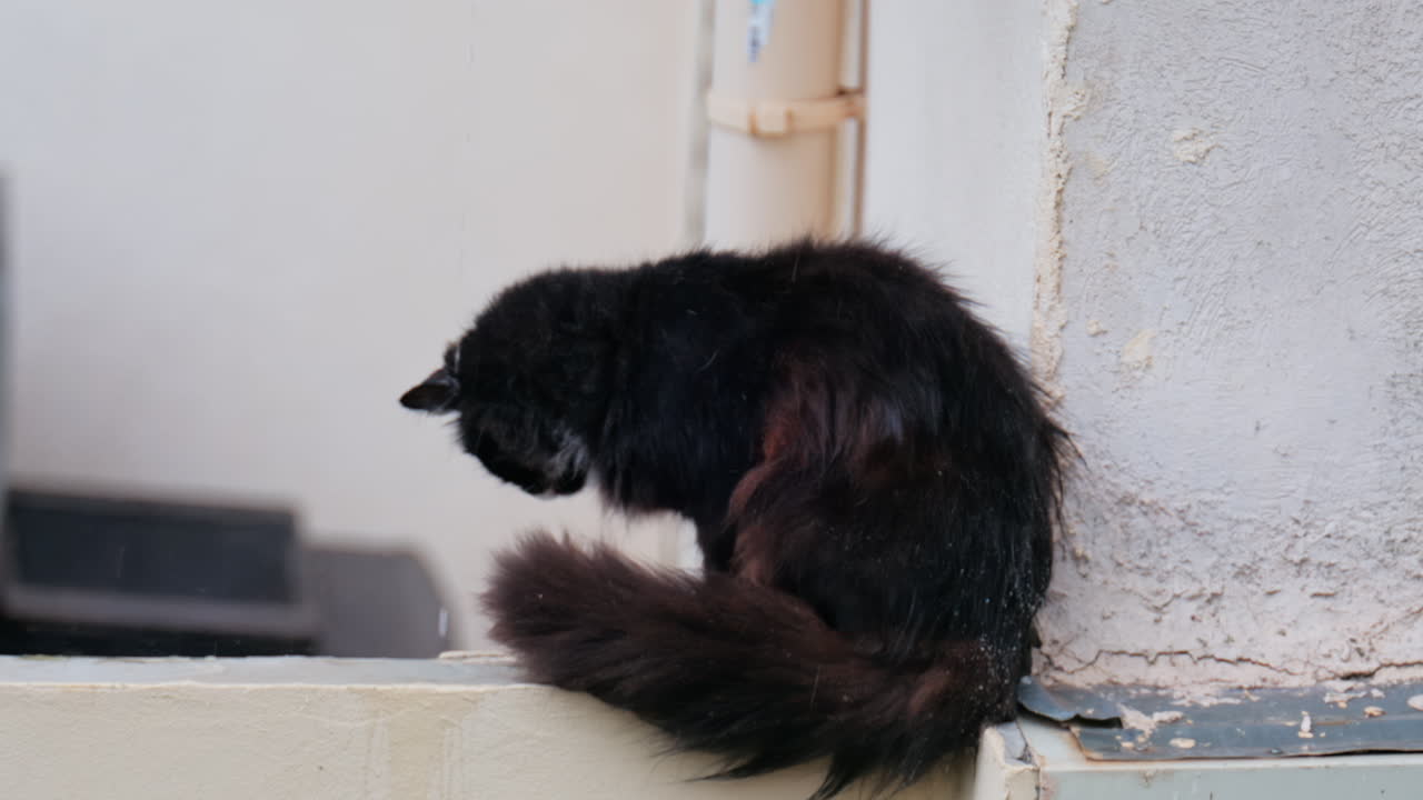 Close up of a black cat sitting on a ledge in the rain