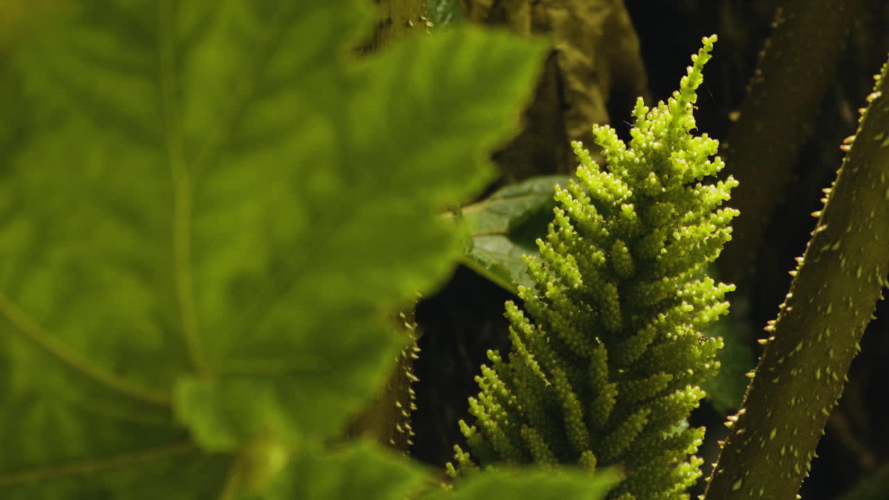hoja de ruibarbo gigante con flores en crecimiento en segundo plano.