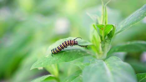 monarch caterpillar climbs onto new leaf