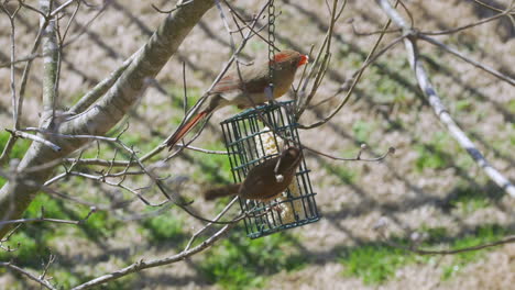 Weibchen-Northern-Cardinal-Und-Carolina-Wren-Teilen-Sich-Im-Spätwinter-In-South-Carolina-Eine-Mahlzeit-An-Einem-Futterhäuschen-Für-Talgvögel