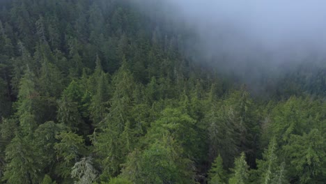 Luftschwenk-Vom-Immergrünen-Wald-Zum-Dichten,-Nebligen-Himmel-über-Bäumen