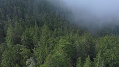 aerial panning up from evergreen forest to dense foggy sky above trees