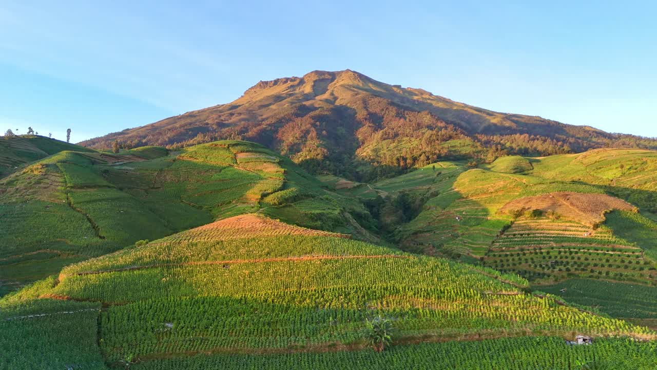 Flygvy med drönare över en frodig, grön jordbruksmark på en majestätisk bergssluttning i bakgrunden under en klarblå himmel. Tobaksplantage, berget Sumbing, Indonesien