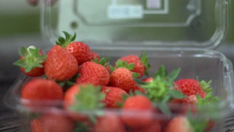 freshly harvested organic strawberries being packed inside plastic storage container in preparation for sale at market, filmed as close up in handheld style