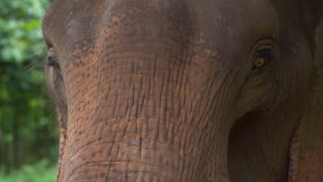 rescued asian elephant playing at a wildlife sanctuary