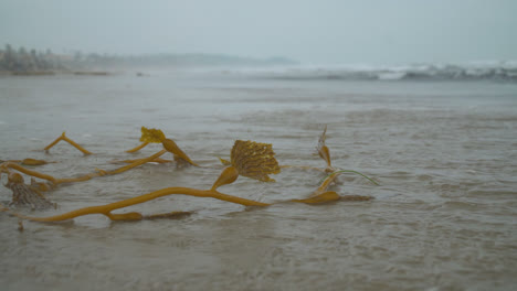 A-lone-piece-of-Seaweed-deserted-on-a-beach-in-Malibu,-California-carefully-awaiting-its-return-into-the-Pacific-Ocean