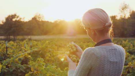 a woman farmer stands in a vineyard holding a bunch of grapes the setting sun beautifully illuminate