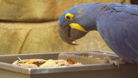 the vibrant hyacinth macaw engaging in feeding on delicious food in its natural habitat. a stunning closeup of a hyacinth macaw happily enjoying a tasty meal, showcasing its stunningly vivid feathers