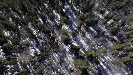 Antena-Arriba-Hacia-Abajo-De-Un-Denso-Bosque-De-Pinos-Nevados-En-Invierno