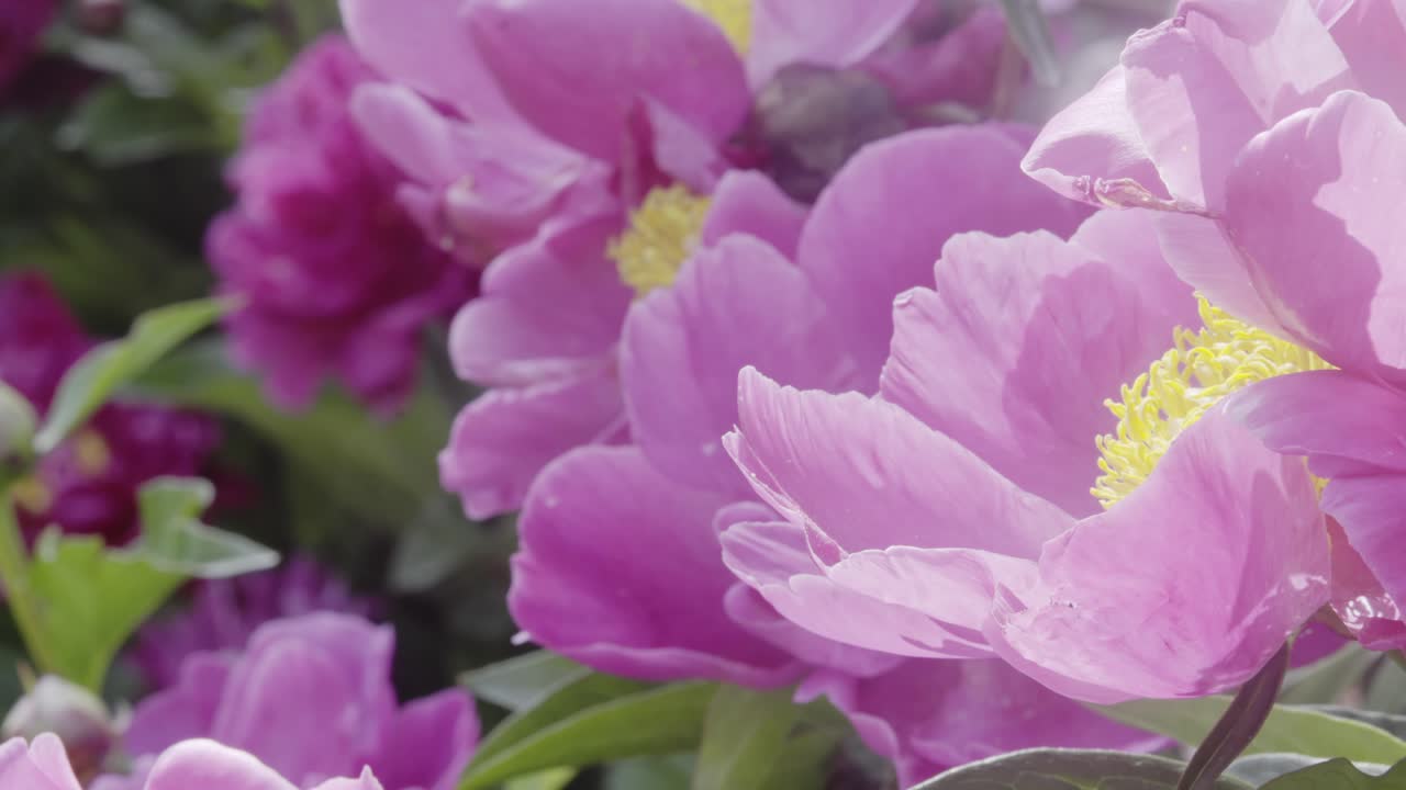 Pink wild Peony flowers bloom in summer meadow Close-up