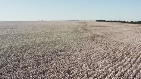 disparo de drones volando bajo sobre un gran campo de algodón blanco