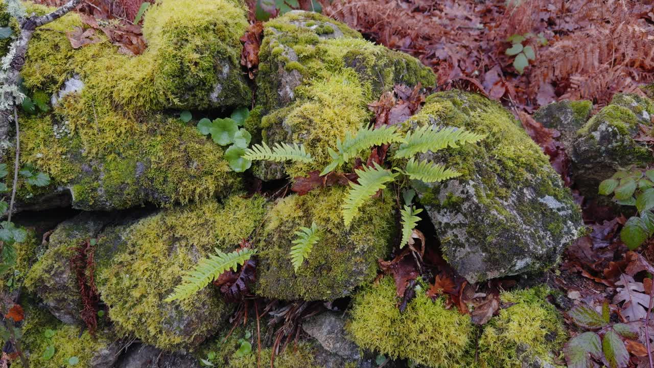 Piccola felce verde che cresce nelle fessure di un muro di pietra ricoperto di muschio