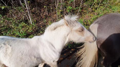 beautiful white foal walking close to brown mother horse during autumn walk in norway - handheld clip following foal walking on small countryside road