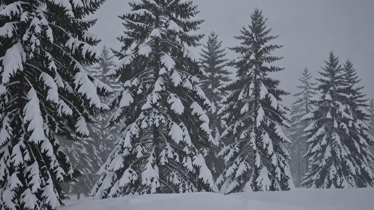 Snowy Pine Trees in Winter