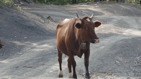 brown cow on a dirt road