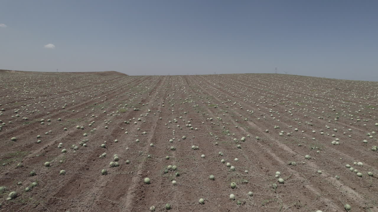 수박 수확 계절이 시작되었으며 수백 에이커의 수박 이 수확을 위해 준비되어 있고 빛에 누워 있습니다 - 낮은 고도에서 비행하는 드론에서 공중 사진 - 원시 d-log 파일