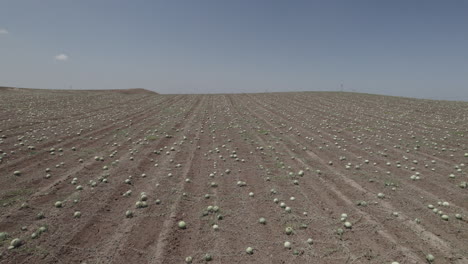 la temporada de recolección de sandía ha comenzado, cientos de acres de campos de sandía listos para recoger y acostarse al sol - vista aérea de un dron volando por encima a baja altitud - archivo d-log en bruto
