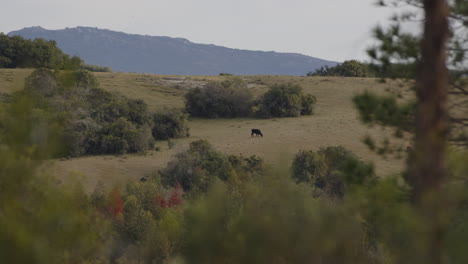 Vaca-Pastando-Libremente-En-El-Campo-Uruguayo