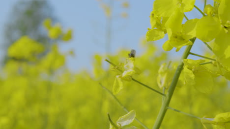 insect walk on bright yellow flower of canola rapeseed field, shallow focus