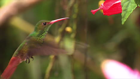 Der-Lebendige-Und-Schöne-Weiße-Schnurrbärtige-Einsiedlerkolibri,-Der-In-Der-Nähe-Einer-Wildblume-Im-Regenwald-Schwebt