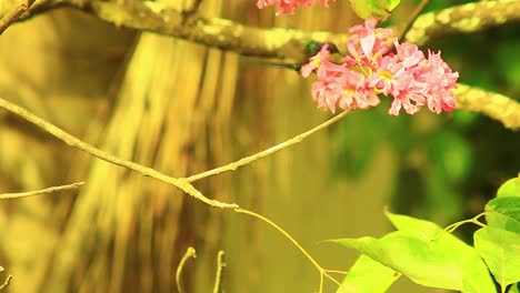 Colibrí-De-Cola-De-Golondrina-Posado-En-Una-Rama-De-árbol---Cerrar