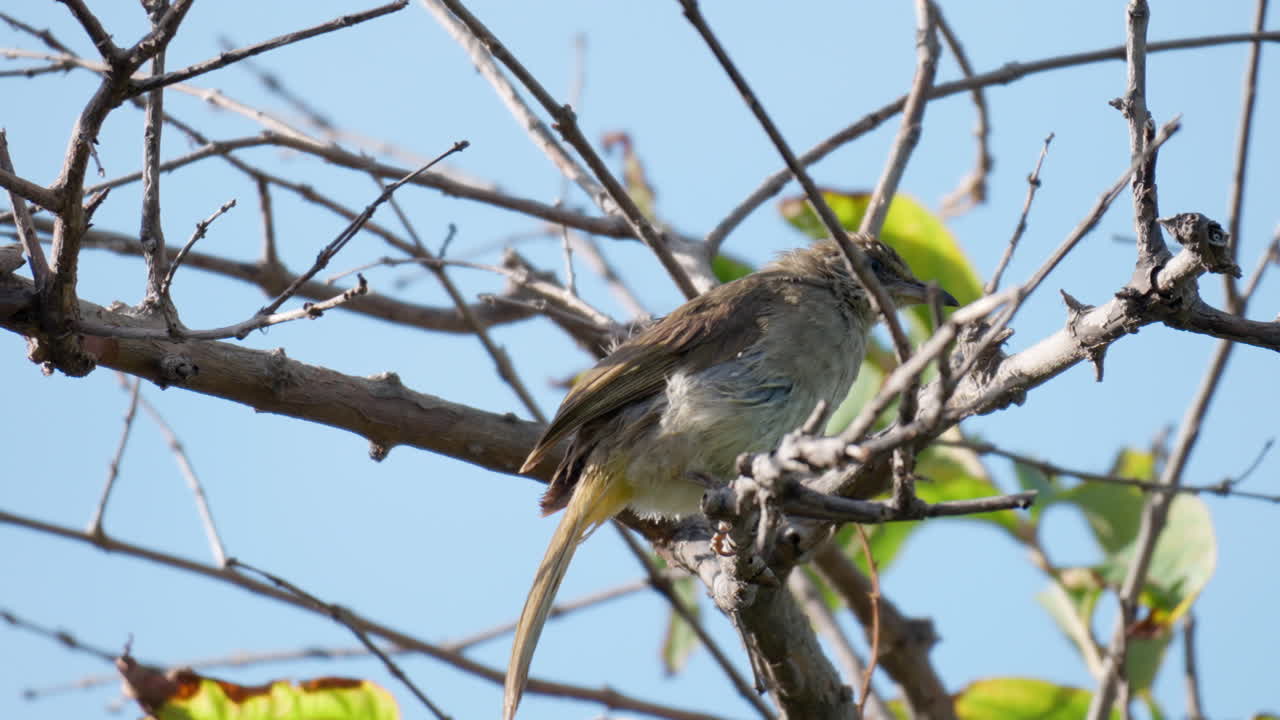 el pájaro bulbul de orejas rayadas encaramado en una rama de árbol sin hojas se da la vuelta en un solo salto en un día ventoso