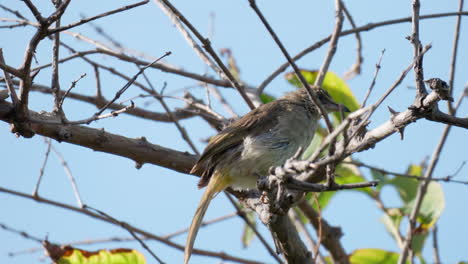 Streak-eared-Bulbul-Bird-Perched-on-Leafless-Tree-Branch-Turns-Around-In-Single-Jump-on-Windy-Day