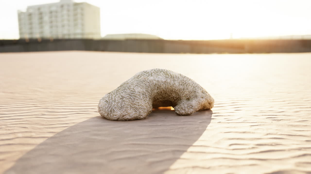 모래 해변 에 있는 오래된  ⁇  산호
