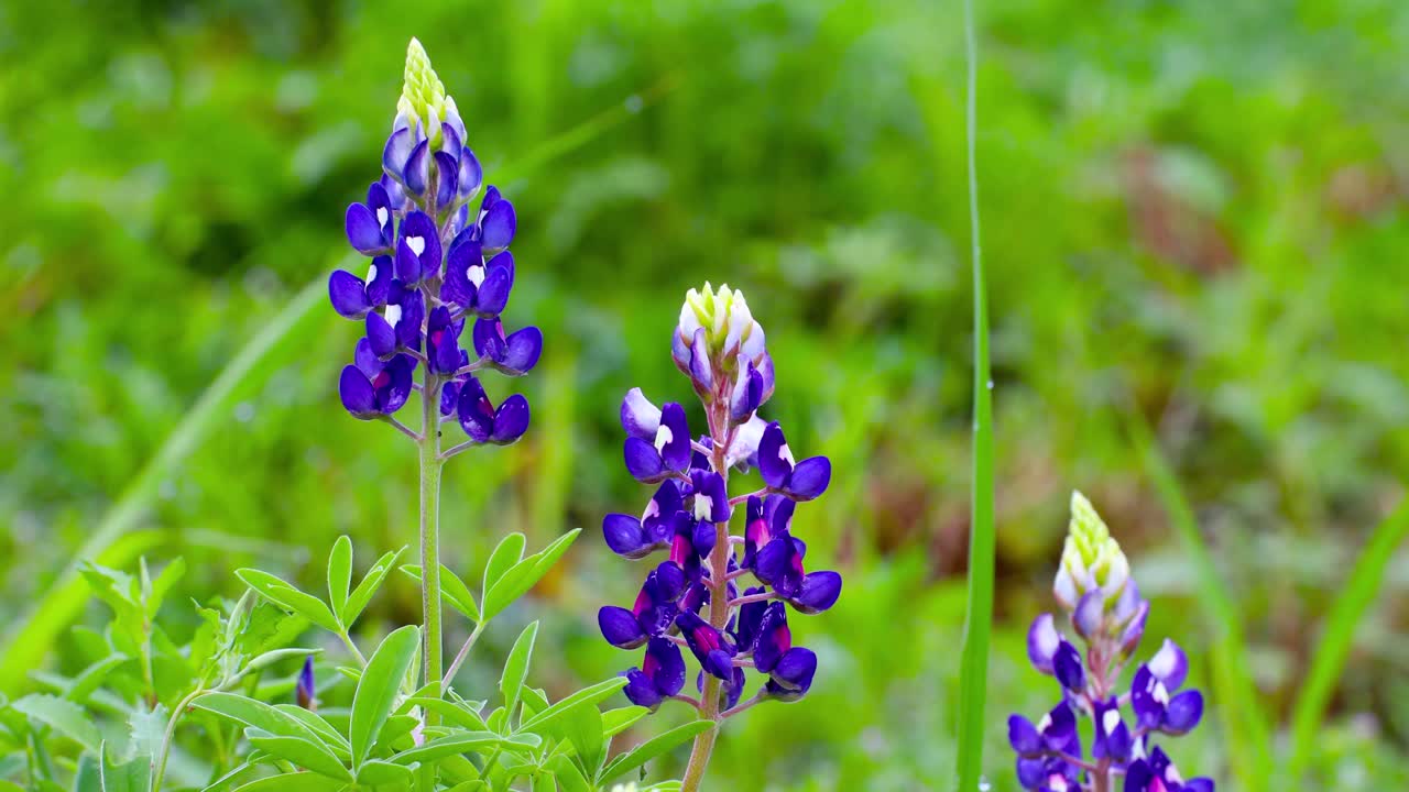 Statisk nærbildevideo av Bluebonnet-blomster