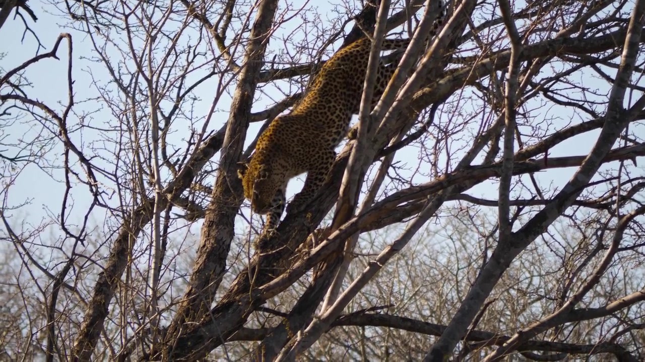 Savanda bir ağaç gövdesinden aşağı inerken kalın dallar arasından dikkatlice manevra yapan bir Afrika leoparı.