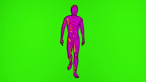 animación 3d de un personaje caminando sobre un fondo verde