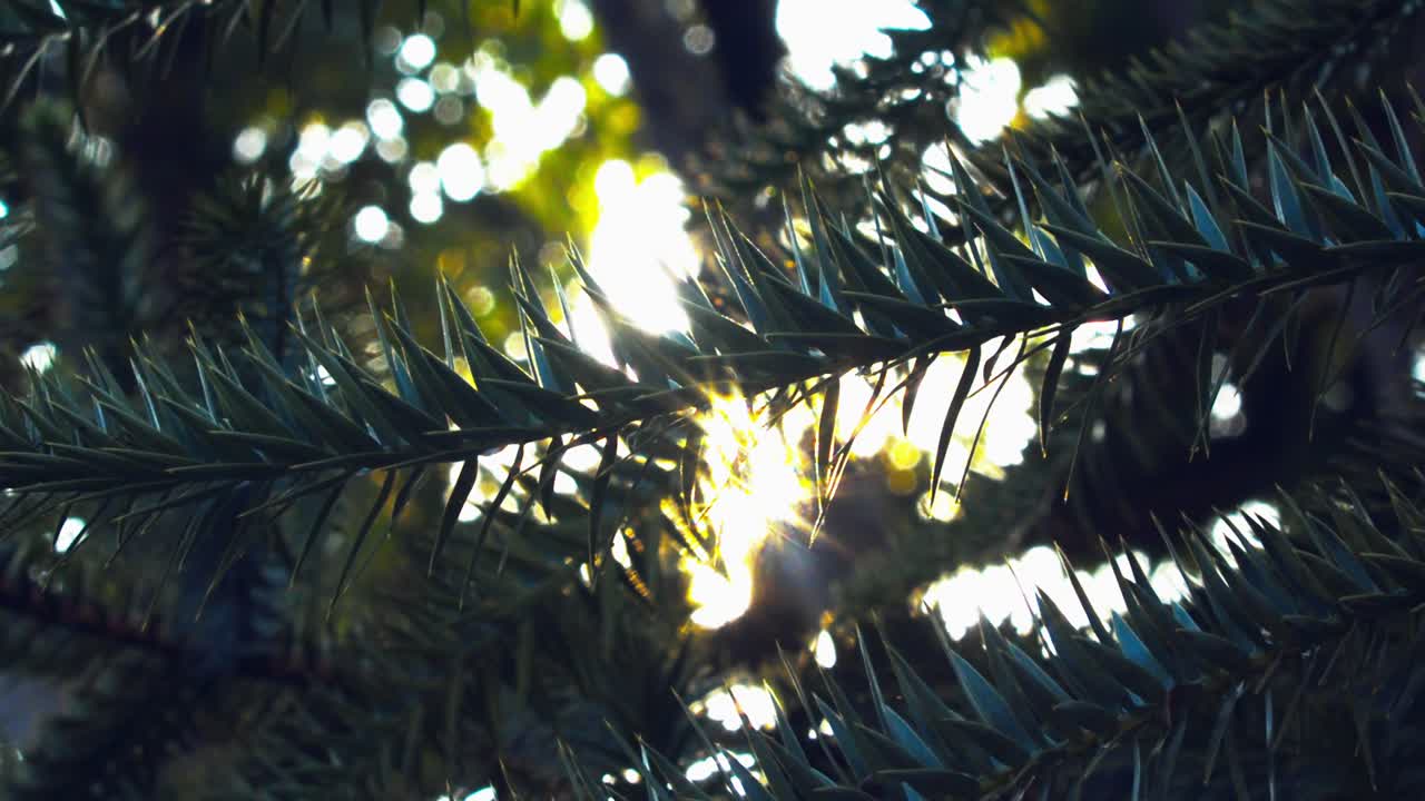 вид на первые лучи солнца, пробивающиеся сквозь листья пальмы на восходе солнца в тропическом бразильском лесу амазонки