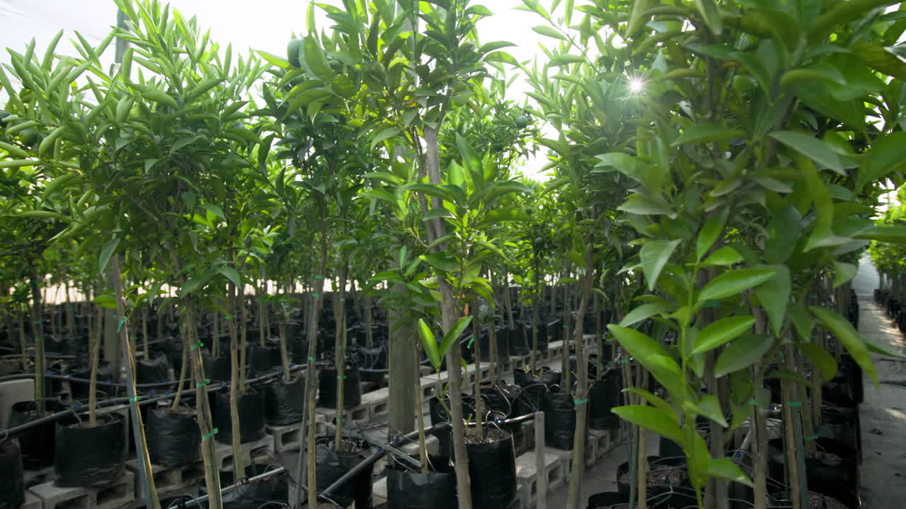 Sunlight shining through rows of young citrus trees in greenhouse nursery