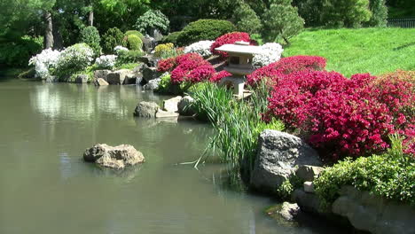 azalea bushes line the edge of a pond in a japanese garden