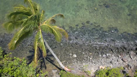 una mujer con un bikini rosa y un sombrero de paja posa junto a una palmera en una playa junto al mar