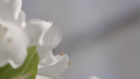 Una-Hermosa-Abeja-Recogiendo-Polen-En-Llamativas-Flores-Blancas