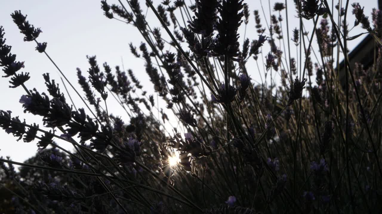 석양에 라벤더 꽃이 틸트 샷을 닫습니다.