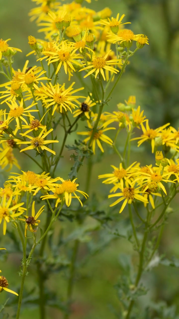 Yellow ragwort flowers sway gently outdoors, insects visible, natural daylight, shallow depth of field