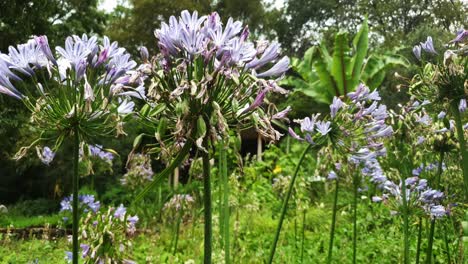 lirio de la flor azul del nilo en flor, planta de bulbo indígena sudafricana nativa rodeada de una hermosa maleza verde saturada