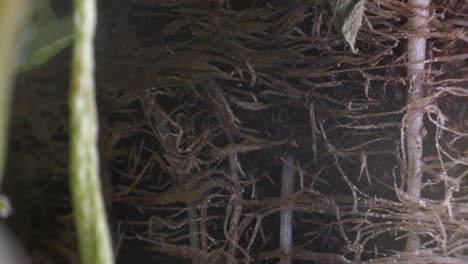 Macro-shot-of-Active-Plant-root-Microbes-Moving