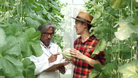 young farmer holding a melon and talking with agricultural research scientist. asian man discussing with senior biotechnology engineer at melon greenhouse farm