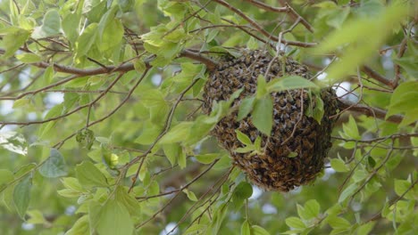 4k-Cerca-De-Una-Bola-De-Abeja