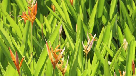 lapso de tiempo de una flor de pájaro del paraíso abriendo