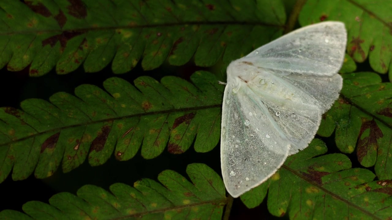 Video close-up satwa liar seekor ngengat tussock spesies Arctornis yang bertengger dengan tenang di daun hijau segar di habitat alaminya selama musim semi di Himachal Pradesh, India