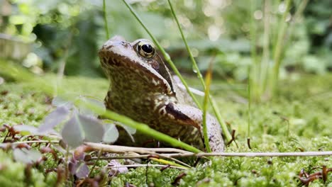 Hochwertige-Nahaufnahmen-Eines-Frosches-Oder-Einer-Kröte,-Die-Im-Moos-Auf-Dem-Boden-Im-Grünen-Sitzt