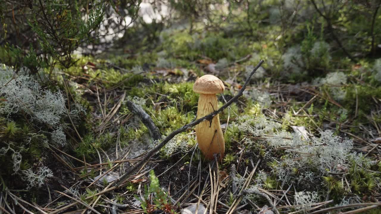 Aureoboletus projectellus Bolete mushroom grows on forest litter