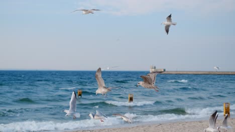 gulls flying over the beach